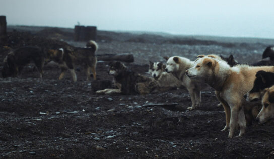 The Whale of Lorino ora On Demand