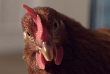 In streaming gratuito L’occhio della gallina di Antonietta De Lillo