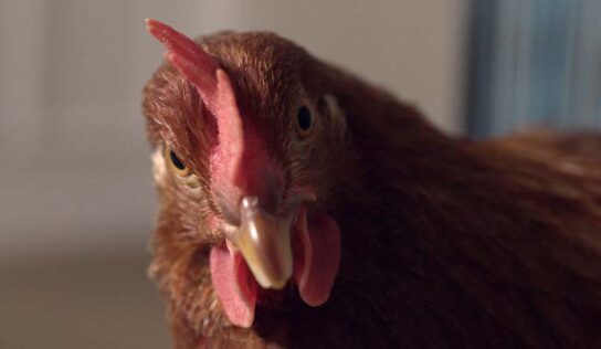 In streaming gratuito L’occhio della gallina di Antonietta De Lillo