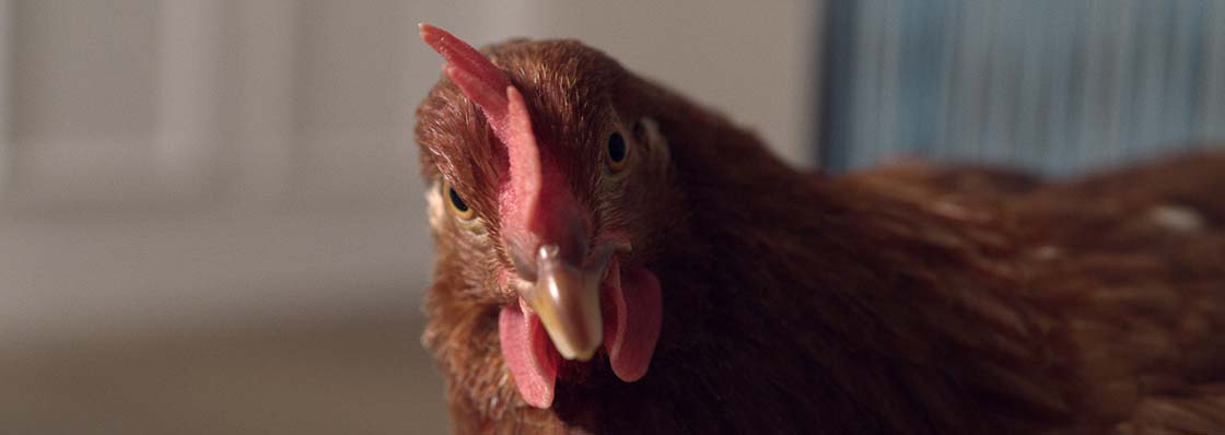 In streaming gratuito L’occhio della gallina di Antonietta De Lillo