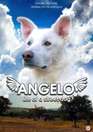 Angelo - Life of a Street Dog